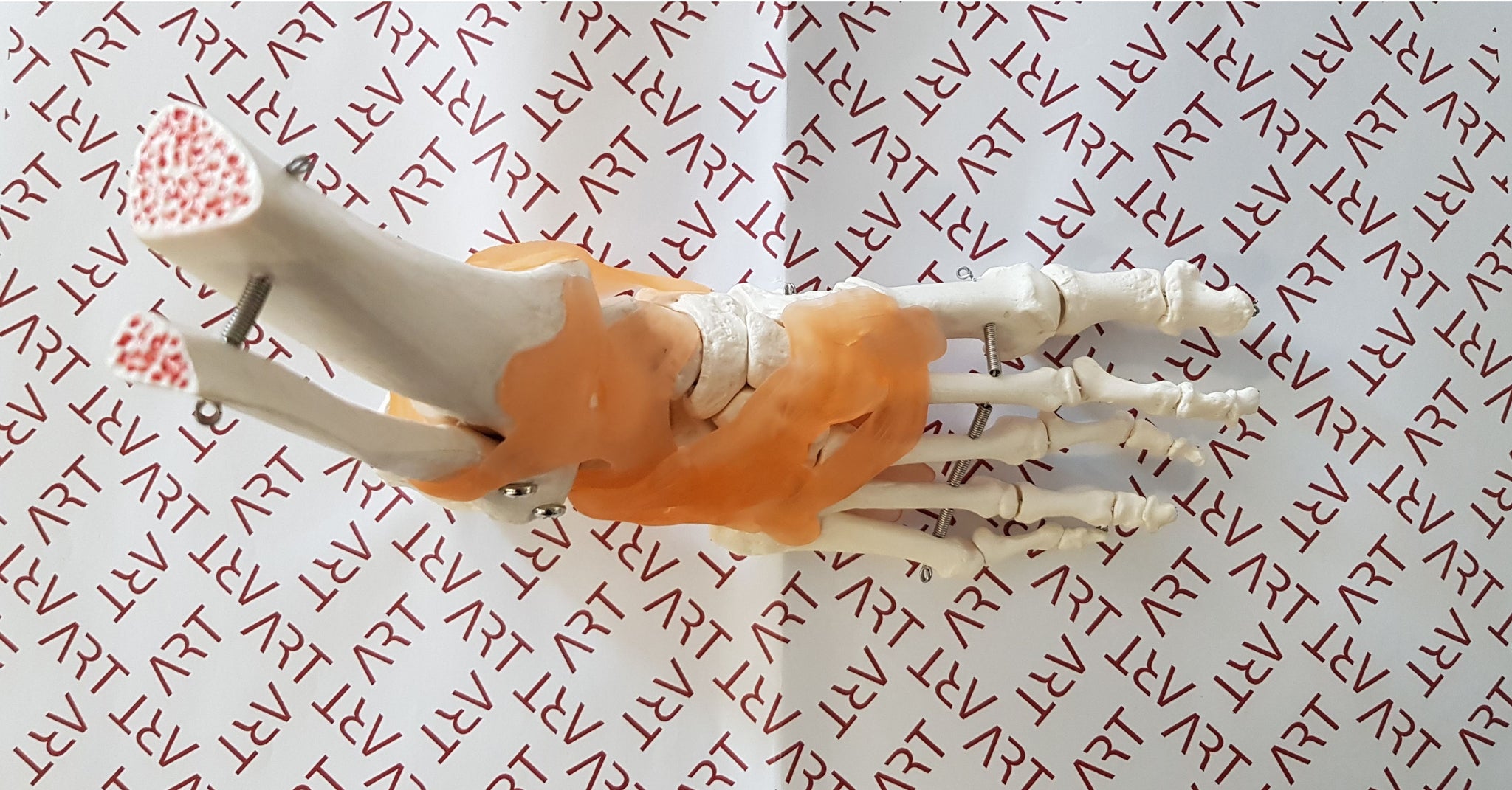 Skelet stopala na podstavku